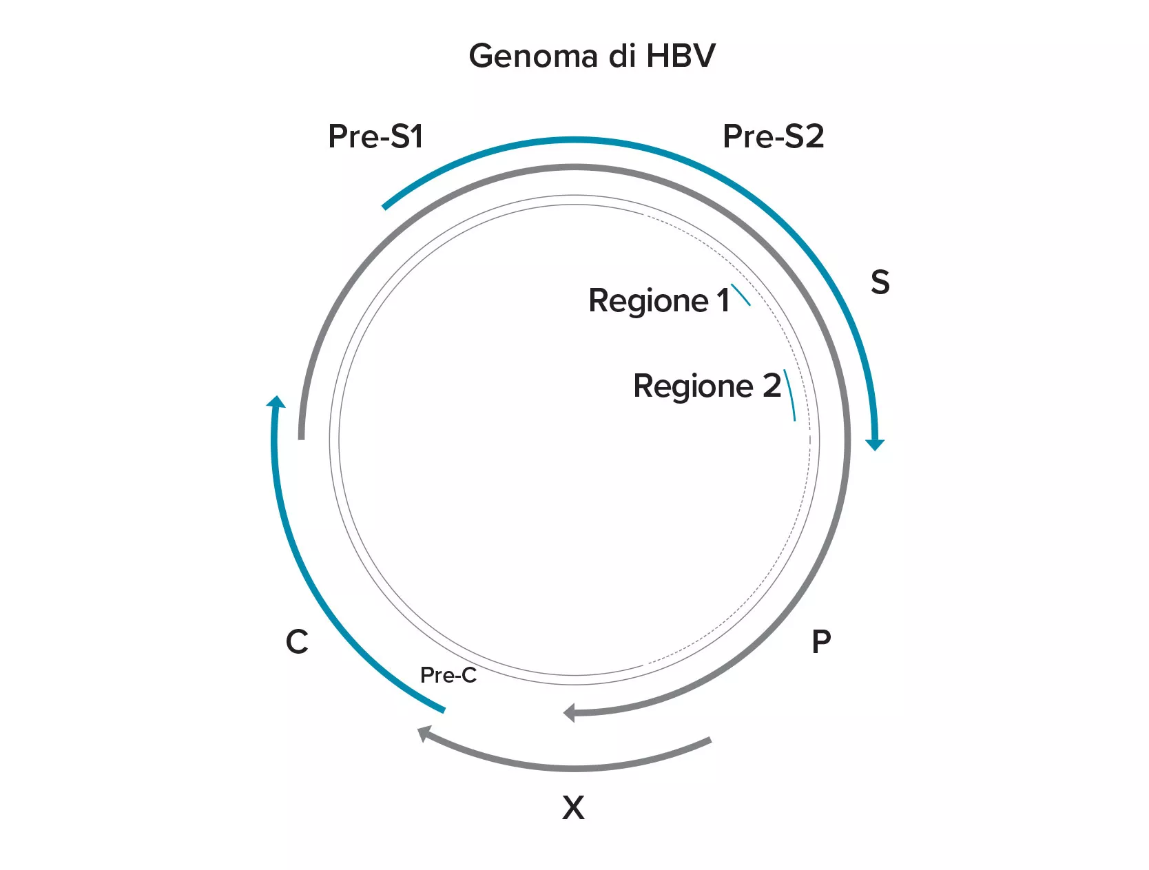 Illustrazione di Aptima™ HBV Quant Assay, studiato per offrire affidabilità su un ampio intervallo dinamico