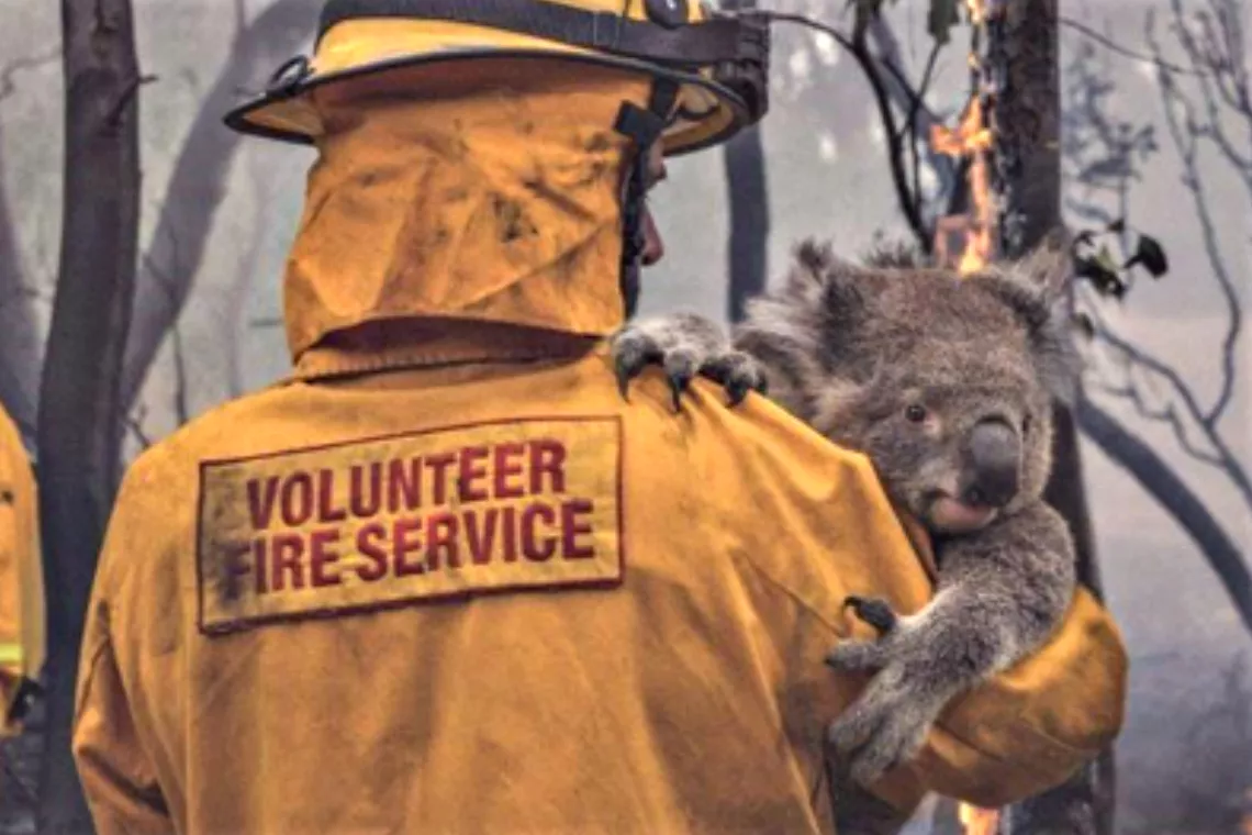 Un pompiere volontario tiene in braccio un koala davanti agli alberi danneggiati dagli incendi